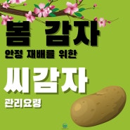 봄 감자 안정 재배를 위한 씨감자 관리요령