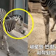 얼룩말 세로 서울 어린이대공원 동물원 탈출한 안타까운 까닭