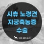 시츄 암컷 노령견 자궁축농증 수술 - 은평구 구산역 근처 도그원 동물의료센터