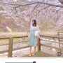 벚꽃사진보정 어플 무료필터 추천 ! + 전국 벚꽃 개화시기