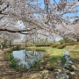 [화동못수변공원]울산 벚꽃 숨은 명소 구경 갈만한 곳/울산 봄에 가볼 만한 곳/아이들과 가볼 만한 곳