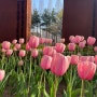3월 꽃구경하러 여기저기 다니는 일상 양산 디자인 공원 김해 목련 숲 김해 연지공원