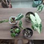식물일기 -오늘의 식쇼핑, 무늬 프라이덱, 민트 아단소니, 무늬 아단소니