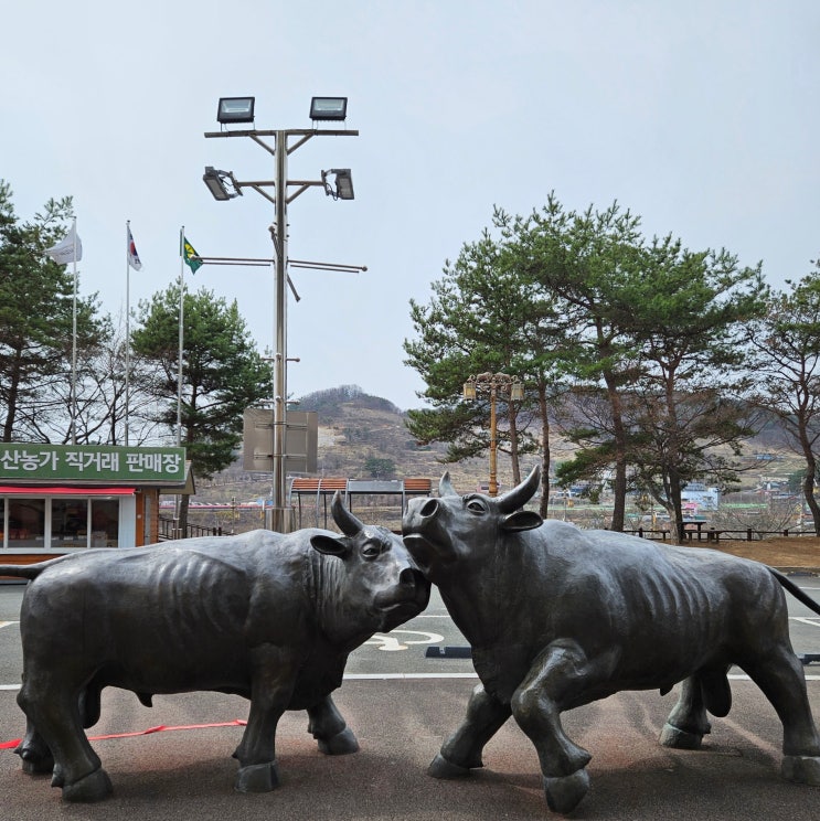 청도여행 필수코스 청도소싸움경기장