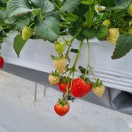 창원 딸기체험 주남농부더하기 다녀오기