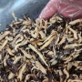 함안가야국수 표고버섯 만들기