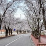 가평 벚꽃 명소 상천 에덴 벚꽃길 축제기간 개화시기 안내
