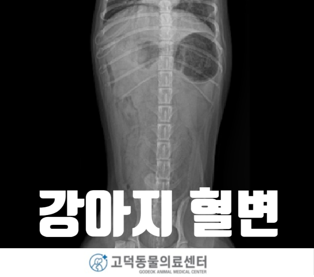 강아지 피똥, 강아지 혈변 상일동 동물병원 고덕 동물의료센터에서 치료 받았어요 : 네이버 블로그