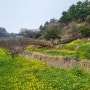 제주 서귀포 엉덩물계곡 유채꽃 3월 중순