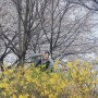 대전 벚꽃 명소, 걷기좋은 산책로와 드라이브하기 좋은곳 데이트코스로도 딱