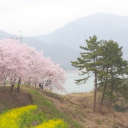 경남 남해 가볼만한곳, 벚꽃 유채꽃 명소 드라이브 주말 여행