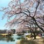 대전 벚꽃 명소 카이스트 가족 나들이하기 좋은 곳(23.03.26개화 상황)