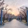 부산벚꽃명소 : 해운대 센텀시티 APEC 나루공원 (2022년 3월 25일)