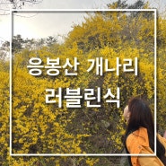 봄에 가볼만한 곳 :: 서울 벚꽃 명소, 서울 개나리 명소 응봉산 팔각정(+응봉산 주차)
