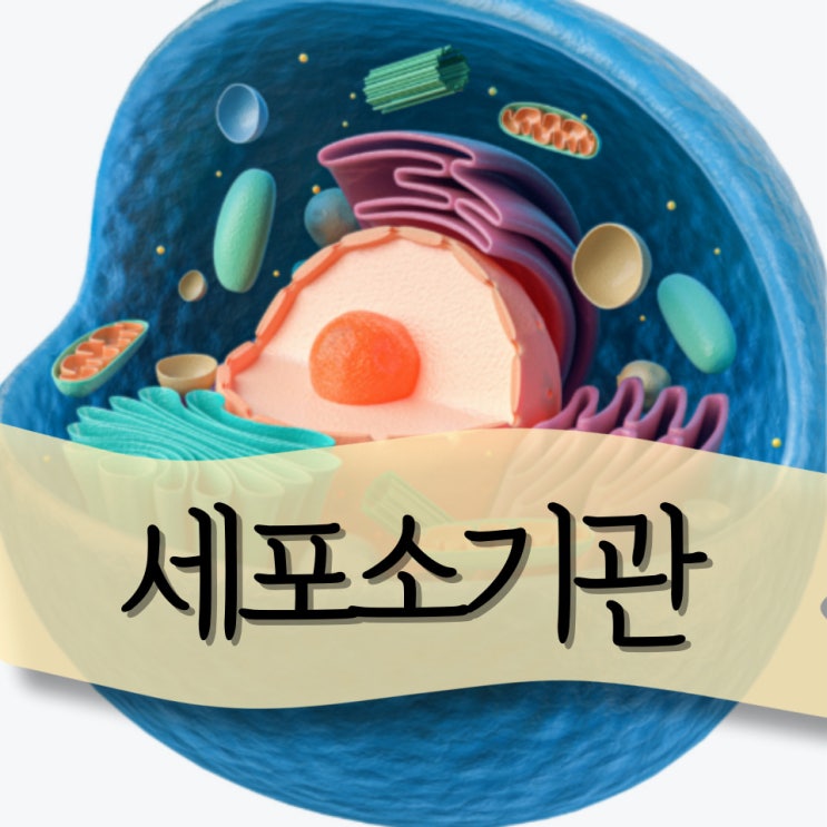 세포소기관 DNA 세포핵 종류 알아봅시다 : 네이버 블로그