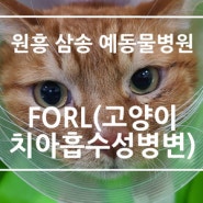 [원흥 삼송 창릉 서오릉 화전 향동 도래울 도내동 예동물병원] 고양이 치아 발치, 고양이 FORL, 고양이 치아흡수성병변, 고양이 치주질환, 고양이 치과치료, 고양이 구내염