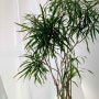 드라세나 자바 : 키우기 쉬운 식물