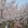 삼락 공원 벚꽃축제