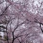 팔공산 벚꽃 개화 상황과 대구 벚꽃축제, 수성못, 동촌유원지 포함 가볼만한 명소 7곳