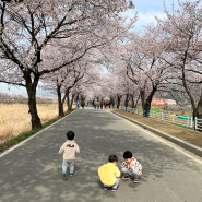 2023 대구달창지길 벚꽃구경 아이들이랑 나들이