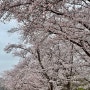 경주 벚꽃 실시간 : 보문단지 보문호 토요일 다녀왔어요