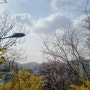 서울 속 개나리, 벚꽃구경맛집 응봉산 방문기