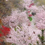 진해 안민고개 드림로드 벚꽃 명소