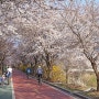 서울 숨은 벚꽃 명소, 아들이 찍은 송파 둘레길 실시간 개화 상황!