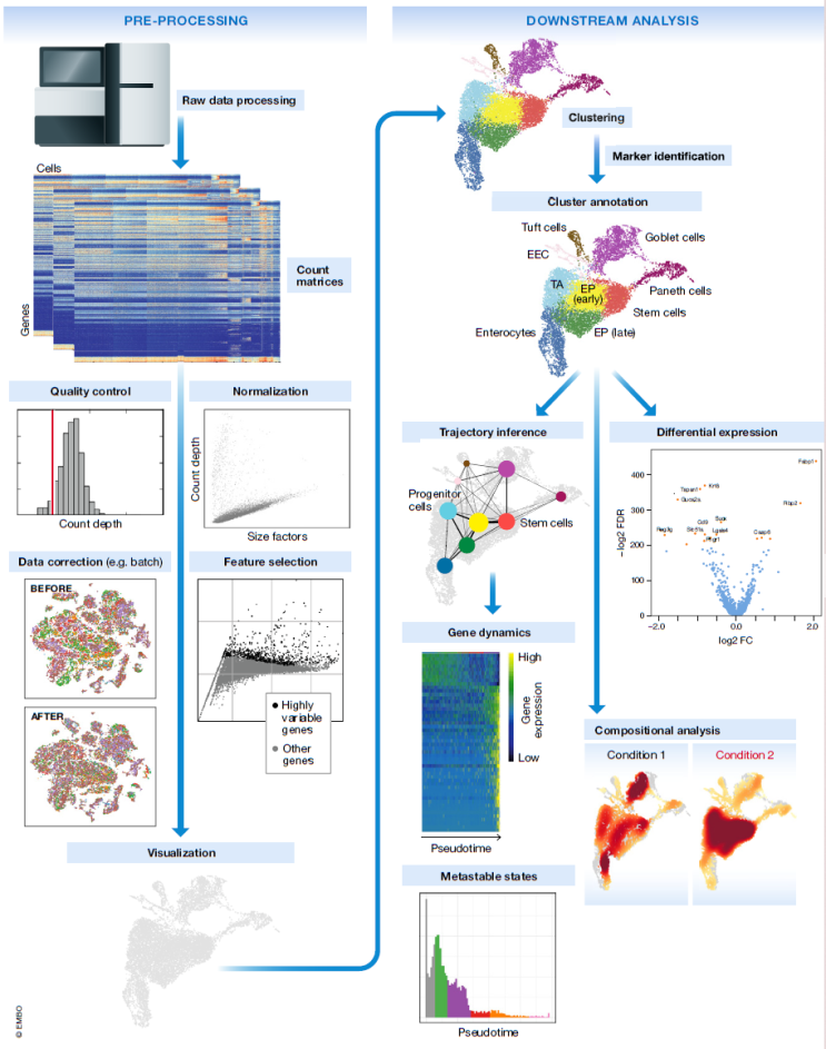 [논문읽기] Current best practices in single-cell RNA-seq analysis: a ...