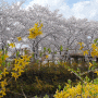 대구 벚꽃 명소 🌸 욱수천으로 봄 여행