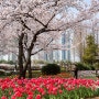 김해 연지공원 벚꽃놀이(주차 팁)