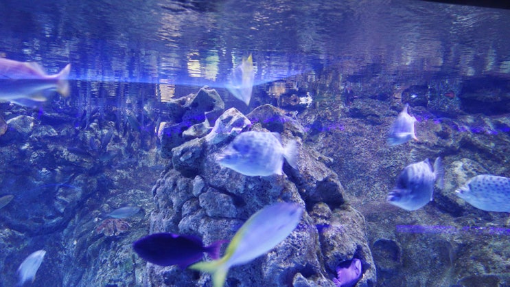 Turkey 79 이스탄불(Istanbul) 아쿠아리움(Aquarium)