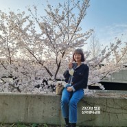부산 삼락생태공원 벚꽃 구경가요~ 3월26일 주말 실시간 개화 상태