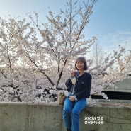 부산 삼락생태공원 벚꽃 구경가요~ 3월26일 주말 실시간 개화 상태