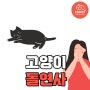 부산동물병원 고양이 돌연사 원인 급작스럽게 떠날 수 있습니다