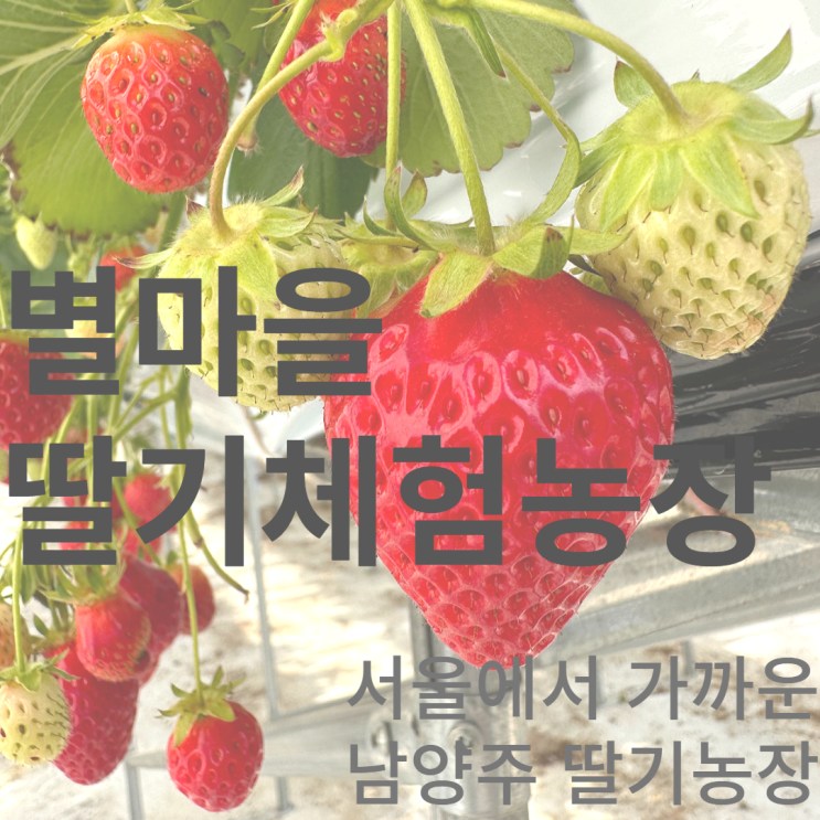 남양주 별마을딸기체험농장 - 서울에서 가까운 딸기농장...