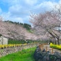3월의 제주여행 Day4(벚꽃 스팟 웃물교,섭지코지,용연구름다리,제주동문시장)