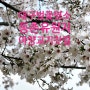 [대구 다락방] 대구 벚꽃 명소 동촌유원지 아양교 기찻길