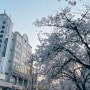 전주 덕진구청앞 벚꽃길과 진북동우성아파트 담벼락 벚꽃길