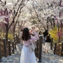 대구 벚꽃 명소 침산공원 벚꽃 계단 포토존(+주차정보)