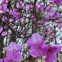 [빛의순간] 충북청주에서 전해 온 소식 "진달래꽃이 피었습니다."