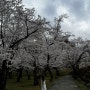 양산 법기수원지 벚꽃 산책 성공