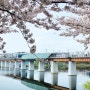 대구 동구 벚꽃 명소 아양기찻길, 옹기종기 행복마을 지금 참 예뻐요