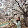 [온천천 카페거리] 부산 벚꽃 명소, 현재 개화 상황 및 포토존, 카페 추천