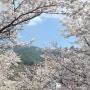 하동 쌍계사 십리벚꽃길 벚꽃 엔딩(23.03.26 방문)