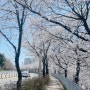 전주 하가지구 천변 벚꽃길 산책