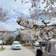 71st 청도 캠핑 캠프 안단테, 어쩌다 벚꽃 캠핑 - 2023년 03월 25일~03월 26일 -