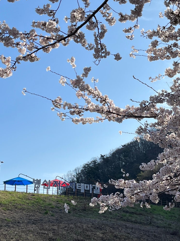 기장 정관 벚꽃길 병산저수지테마길 내가 사랑하는 우리동네,,