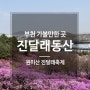 부천 가볼 만한 곳 원미산 진달래동산 봄꽃축제