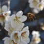 봄꽃, 예천에서 봄꽃 구경